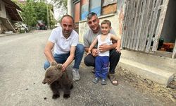 Annesiz bulunan yavru ayı koruma altına alındı