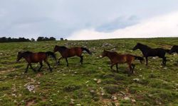Ankara'da yılkı atları havadan görüntülendi