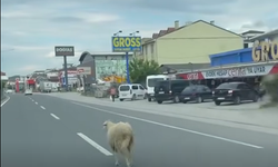 Yola fırlayan kurbanlık koyun trafiği birbirine kattı