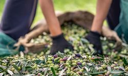 Sofralık zeytin ihracatı 162 milyon dolara yükseldi