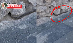 Ankara'da kavurucu sıcaklar yılanları yerleşim alanlarına indirdi
