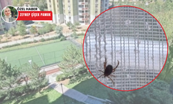 Ankara'da haşere kabusu! Keneler evlere kadar girdi