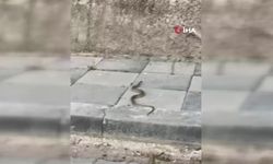 Beypazarı’nda sokakta yılan paniği