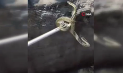 Çamlıdere'de yılan operasyonu!