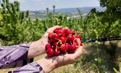 Demirci kirazında hasat başladı