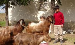 Boş vakitlerinde çobanlık yapan öğrenci tam puan aldı