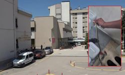 Hastaneye giren yılan panik yarattı