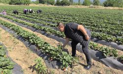 'Kırmızı elmas' hasadı başladı