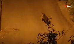 Kızılcahamam’da sokakta ayı görüntülendi
