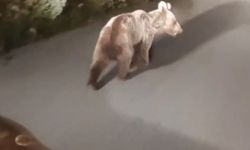 Köye inen ayılar panik yarattı