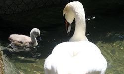 Başkentliler seçti: Kuğulu Park'ın yeni üyesinin adı belli oldu!