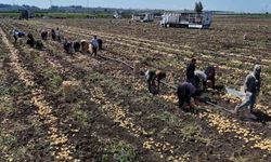 Hasadı süren patateste fiyat düştü