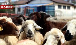 Polatlı'da kurban kesim yerleri belli oldu! Kesim ücretleri cep yakacak