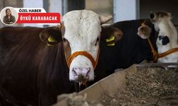 Polatlı'da kurban seferberliği! Yüzlerce aileye ulaştı