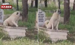Ankara’da şok görüntüler: Sokak köpeği mezar kazdı