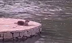 Su samurlarının güneşlenme keyfi görüntülendi