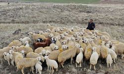 Yabancı çobanlar için çalışma izni başvuruları başladı