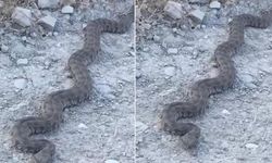 Yol ortasında görülen yılan endişe yarattı