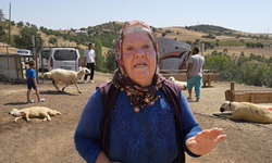210 hayvan bir anda telef oldu! Besiciler gözyaşlarını tutamadı