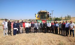 Nohut tarlasında bayram! Akyurt’ta hasat coşkusu