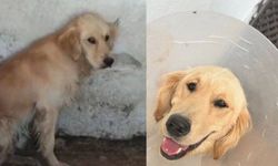 Denize girdi diye şikâyet edilmişti: Ares hastalık kapıp öldü