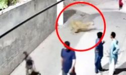 Kaçak aslan ortalığı kana buladı: Yaralılar var
