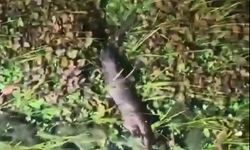 Azmak Nehri’nde nesli tehlike altındaki su samuru görüntülendi
