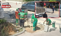 Belediyeden tepki çeken çalışma! Kökünden kestiği ağaçların yerine asfalt döktü