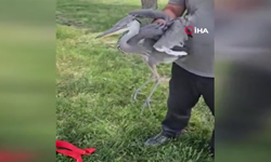 Beypazarı’nda yaralı balıkçıl kuşu bulundu!