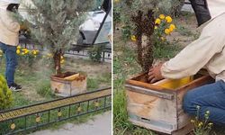 Binlerce arı şehir merkezini istila etti!