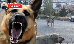 Çankaya’da başıboş köpek sorunu: Vatandaşlar sopayla dolaşıyor!