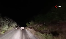 Domuz sürüsü köye indi!