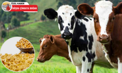 Bala Flake Yem Tesisi, Ankara hayvancılığına değer katıyor!
