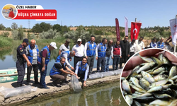 Kesikköprü Baraj Gölü’ne 250 bin sazan balığı yavrusu bırakıldı
