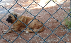 Koruma altına alınmışlardı! Köpekler ceylanları telef etti