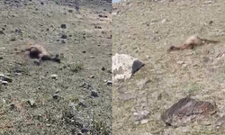 Kurtlar sürüye daldı! Onlarca koyun telef oldu