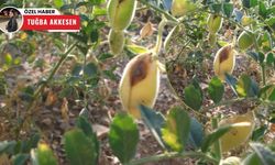 Nohut eken çiftçilerin gözünden kaçan tehlike: Nohut Antraknozu