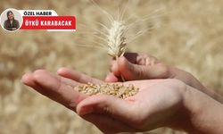 Polatlı Ticaret Borsası’nda hasat bereketi! İşlem hacmi arttı, buğday fiyatı geriledi