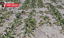 Sakarya Nehri’ndeki kuraklık tarımı vurdu