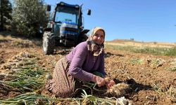Taşköprü sarımsağında hasat dönemi başladı