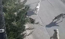Genç kadın işe giderken sokak köpeklerinin saldırısına uğradı
