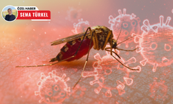 Tehlike çanları çalıyor: Chikungunya virüsü kapıda mı?