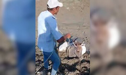 Traktörle eşek kurtarma operasyonu!