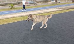 Üç ayaklı köpek hayata tutundu