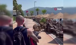 Yaban domuzları turistlerin arasında!