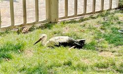 Yavru leylek, İlk uçuşunda yere düştü!