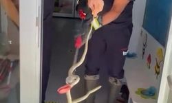 Eve giren yılanın gizlendiği yer şok etti!