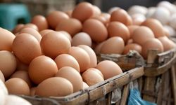 Yumurta ihracatına kayıt şartı getirildi