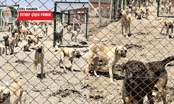 Gölbaşı barınağında hastalık iddiası! Su kaynağı tartışma yarattı