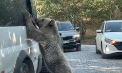 Ekmek vermek istediği ayı tarafından saldırıya uğradı